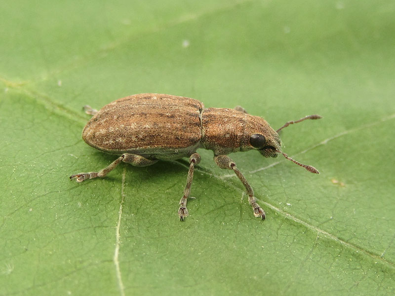 Curculionidae biondo: Polydrusus (?) - No. Sitona lepidus